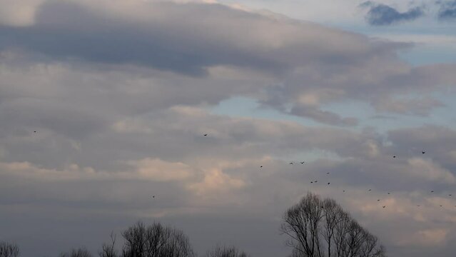 Flock of wild birds fly in air above tree canopies against cloudy sky, scattered birds in flight