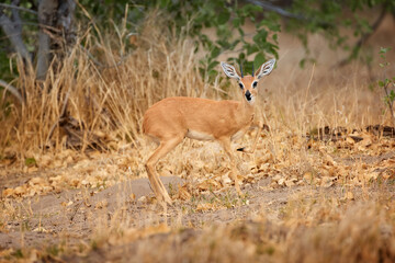 Steenbok, Steinbuck or steinbok, Raphicerus campestris,  common small antelope of southern and eastern Africa, in nature environment of dry savanna, staring at camera. Savuti, Botswana, Africa.