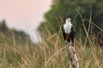 Close up eagle with white head and brown body, Haliaeetus vocifer, African fish eagle  sitting on a stake in reeds of riverbank.  Birdlife of Okavango delta, Botswana.