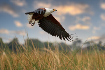 Flying eagle, white head and brown body, Haliaeetus vocifer, African fish eagle  flying over reeds of riverbank against morning sky.  Birdlife of Okavango delta, Botswana.