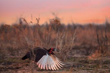 Southern ground hornbill, Bucorvus leadbeateri, largest hornbill worldwide in flight at savanna, african bird, black coloration and vivid red face and throat. Birdlife of Botswana.