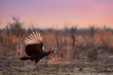 Southern ground hornbill, Bucorvus leadbeateri, largest hornbill worldwide in flight at savanna, african bird, black coloration and vivid red face and throat. Birdlife of Botswana.