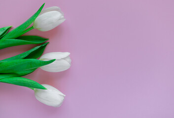 Three white tulips against a Very Peri background in the corner of the picture. Greeting card. Mothers Day. Women's Day. Birthday. Spring.