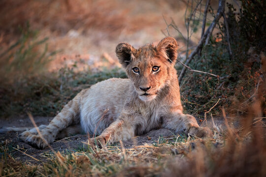Lion cub with a full belly, relaxes in the dry savannah in pastel colored morning light. Wild animal, Savuti, Botswana. 