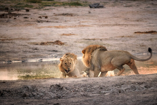 Two male lions in a fight, one in the splashing water. Lion duel. Wild animal, Savuti, Botswana.