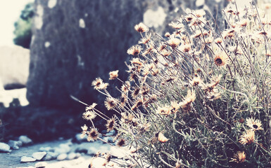 Dry wildflowers grow on a rock