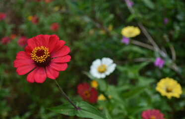 Zinnia flowers blossom in the garden ,focus foreground red zinnia flower