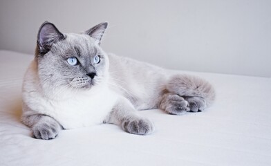 Blue eyed blue point Scottish Straight cat