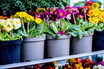 Row Or Line Of Pretty Colourful Primrose Pot Plants