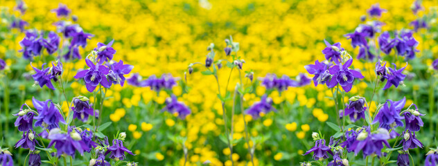 Aquilegia blue ranunculus blossom panoramic header background. Natural blooming meadow to blue...