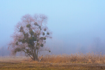 Fototapeta premium A tree covered with mistletoe. Tree on a background of fog. Autumn landscape.