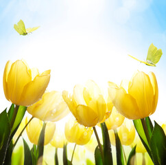 Art spring floral background; fresh yellow tulip flower on blue sky background