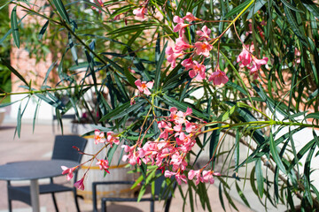 Common oleander or Nerium oleander blossom with pink flowers, beautiful spring nature