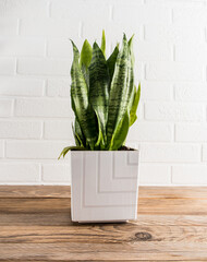 a beautiful sansevieria in a white ceramic pot on a wooden table against a white brick wall. home farming.