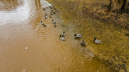 Spring thaw after rain flooding river with ducks