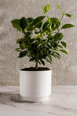 Citrus tangerine mini tree in a white ceramic pot on a marble table against a grey wall. a fashion trend in the home interior.