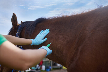 Helping animals is so rewarding. Shot of a unrecognizable veterinarian doing a checkup on a horse...