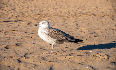 a seagull on the beautiful beach