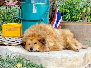 Fototapeta premium Fluffy Dog Travel Picture Tired Cute Hairy Pet Tourism Sleepy Puppy Portrait