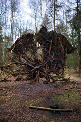 A fallen tree in the woods