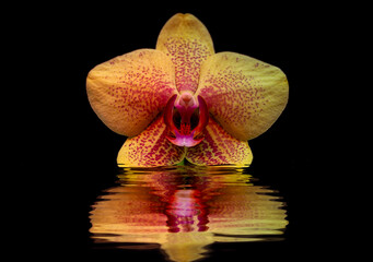 Orchid flower in the water