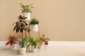 Different beautiful houseplants near beige wall indoors, space for text. Interior design
