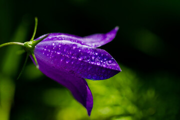 flower with water drops