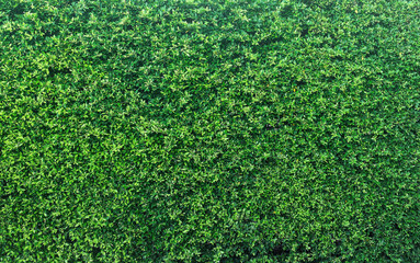 Green leaves wall panorama for art work and backdrop design nature theme