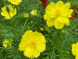 Close up shooting of yellow cosmos caudatus flower blooming in the garden taken during summer time