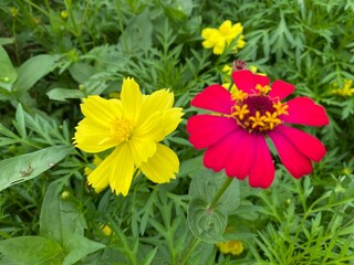 Close up shooting of yellow and red cosmos caudatus flower blooming in the garden taken during summer time