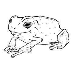 Frog sketch hand drawn. Vector illustration of cartoon frog.