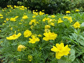 Obraz premium Close up shooting of yellow cosmos caudatus flower blooming in the garden taken during summer time