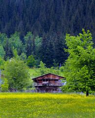 amazing spring landscapes on a sunny day.ARTVİN.TURKEY