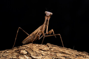 Brown praying mantis on black background.
Wildlife and fauna biology. Closeup of a praying mantis insect.