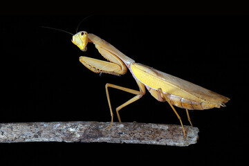 The golden Asian mantis is a large praying mantis. This species is one of the largest mantids. 