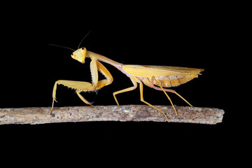 The golden Asian mantis is a large praying mantis. This species is one of the largest mantids. 