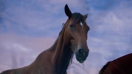 Obraz premium Horse at Dusk