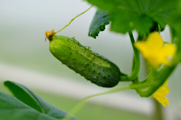 harvest of cucumbers in the garden. growing healthy and tasty vegetables. Organic agriculture in village