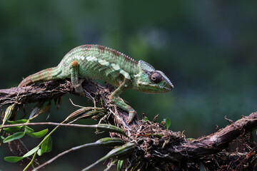 Panther Chameleon (Furcifer pardalis) native to Madagascar in the tropical forest.