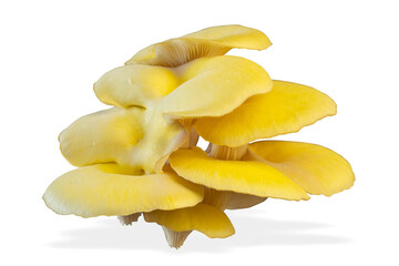 Oyster mushroom isolated on white background. Healthy plant based food diet lifestyle.