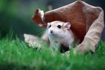 Gerbil are very popular pets because they are cute, clean, and not aggressive. © Lauren