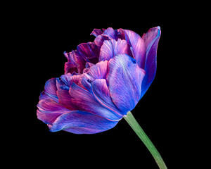 Beautiful multicolor blooming tulip with green stem isolated on black background. Close-up studio shot.