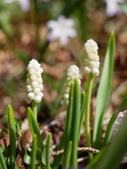 Weiße Traubenhyazinthe