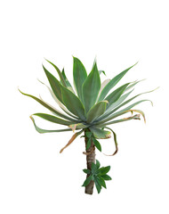 Agave plant isolated on white background