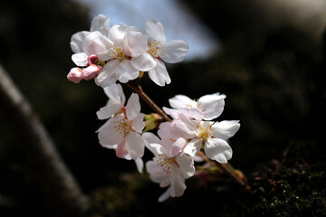 春の東京の小石川後楽園の桜