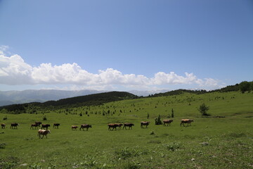 Fototapeta na wymiar amazing spring landscapes on a sunny day.ARTVİN.TURKEY