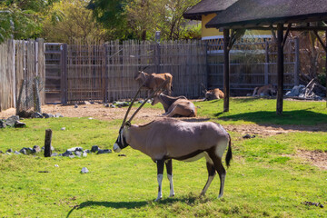 big gemsbuck with tall horns