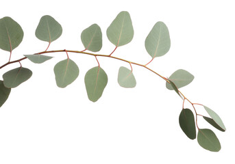 Eucalyptus branch with fresh leaves isolated on white