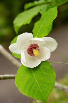 Magnolia Sieboldii Images Browse 1 Stock Photos Vectors And Video Adobe Stock
