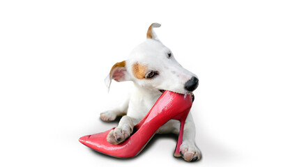 mini puppy dog bitting high shoes on white isolated